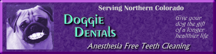 doggie dentals banner