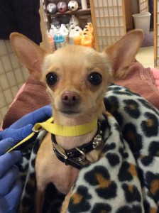 home page slide show